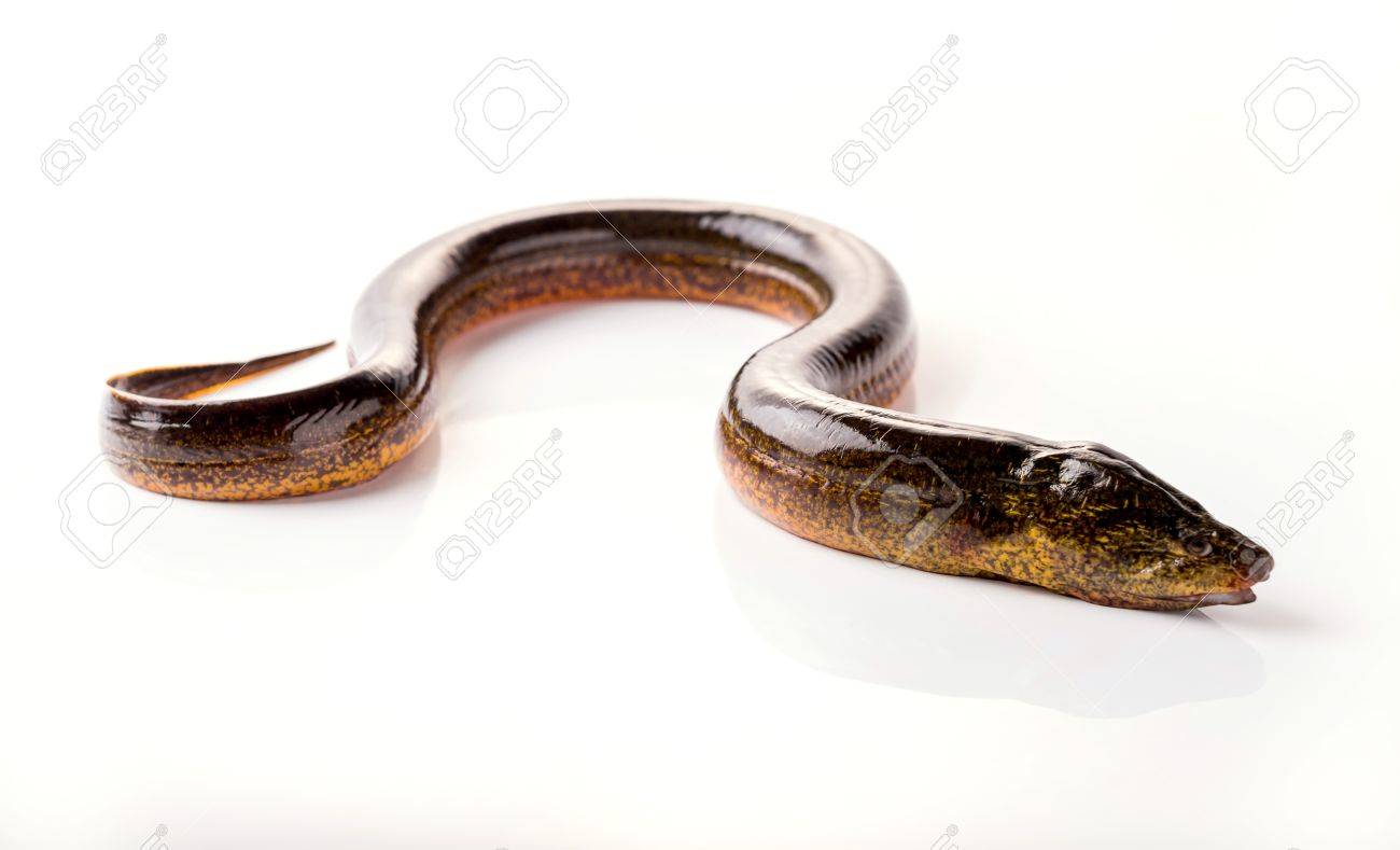 Long Eel On A White Background Stock Photo Picture And Royalty