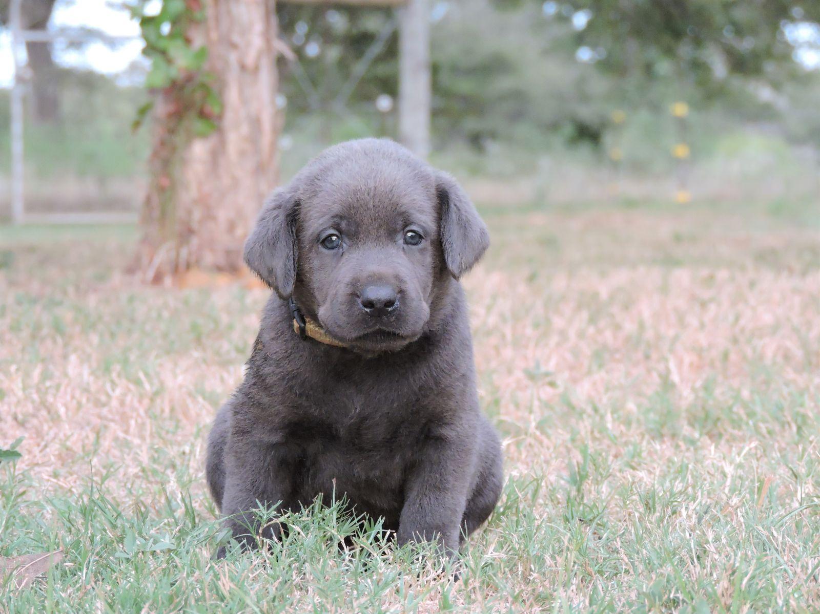Silver Lab Puppies For Sale Labs