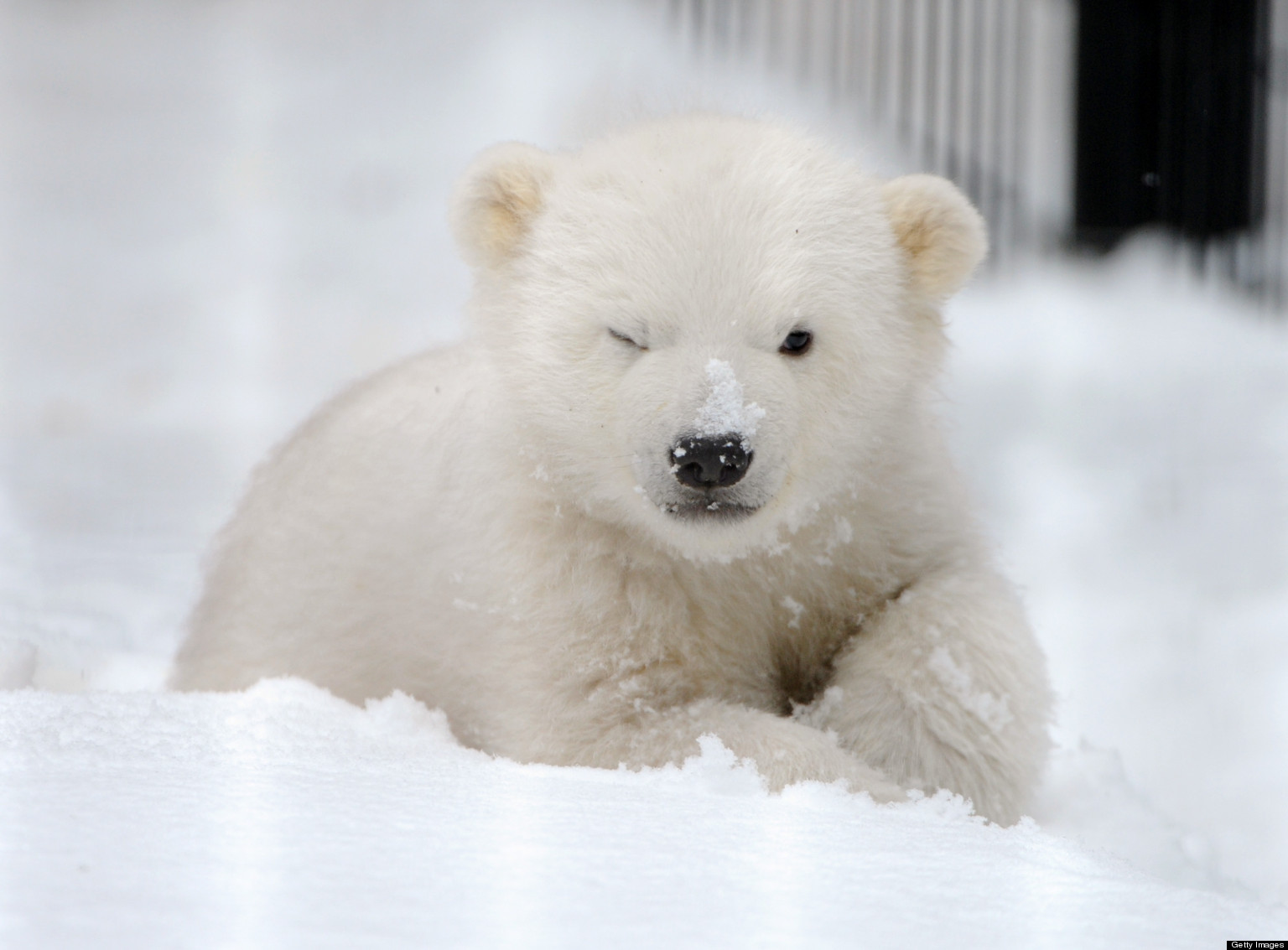 All About Polar Bears Thinglink