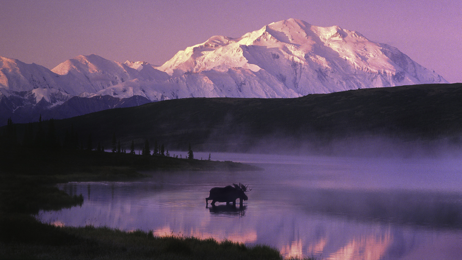 Alaska Wallpaper Moose