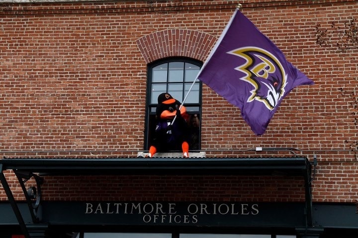 Oriole Bird Know Who To Cheer For In The Off Season