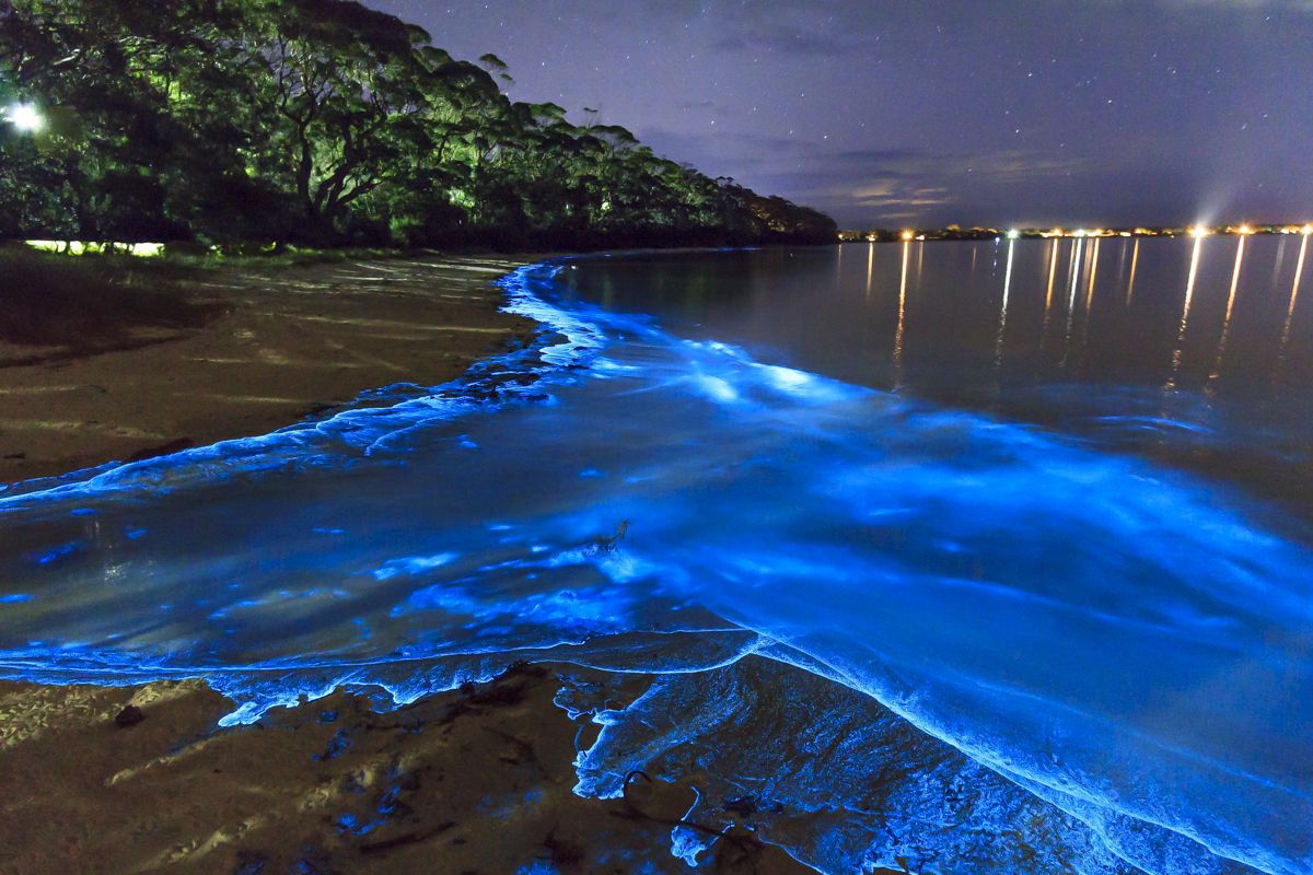 Bioluminescence  Flowers Paradise Wallpapers and Images  Desktop Nexus  Groups