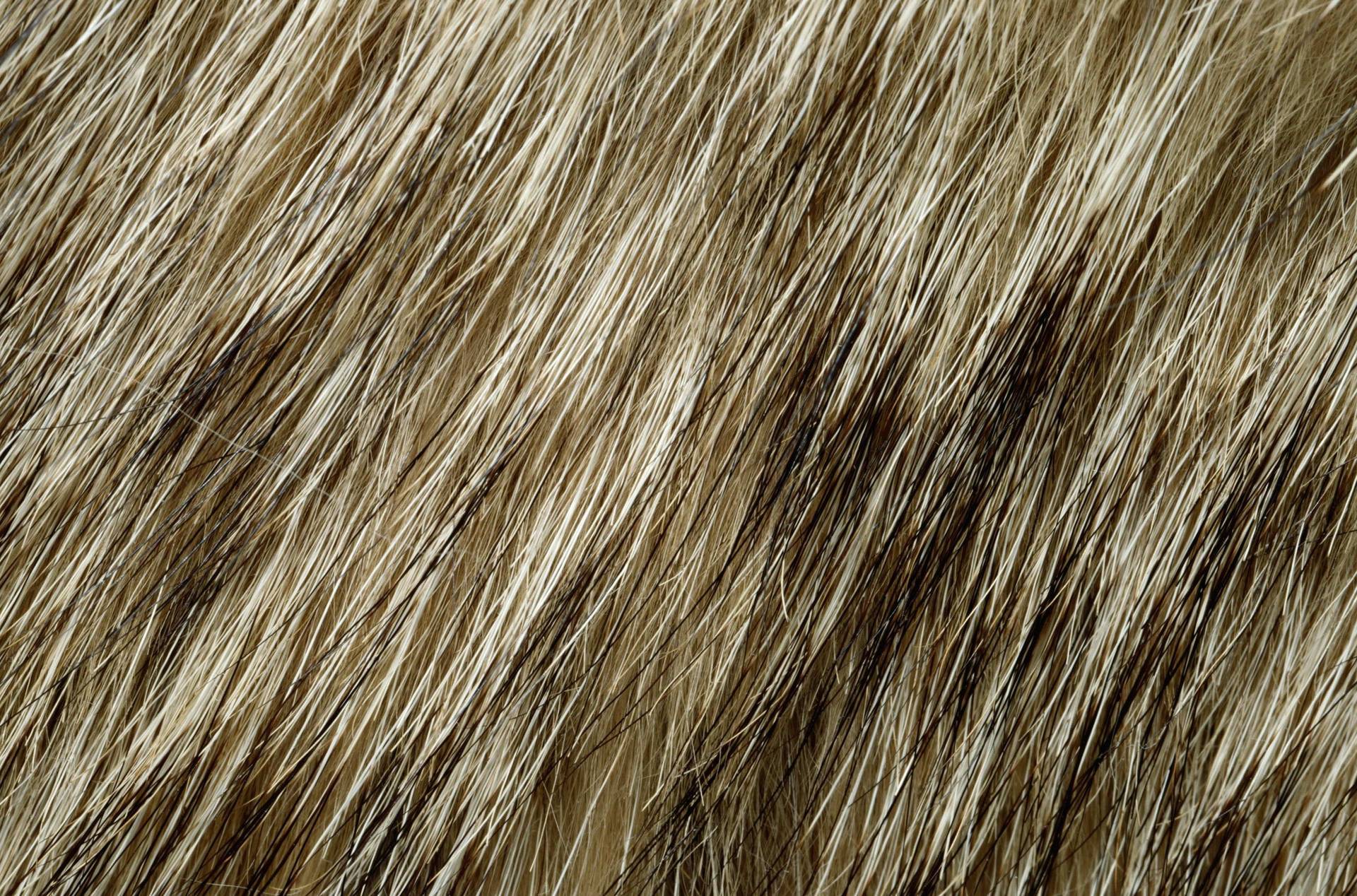 Animal Texture Wallpaper Tags Fur Background On The