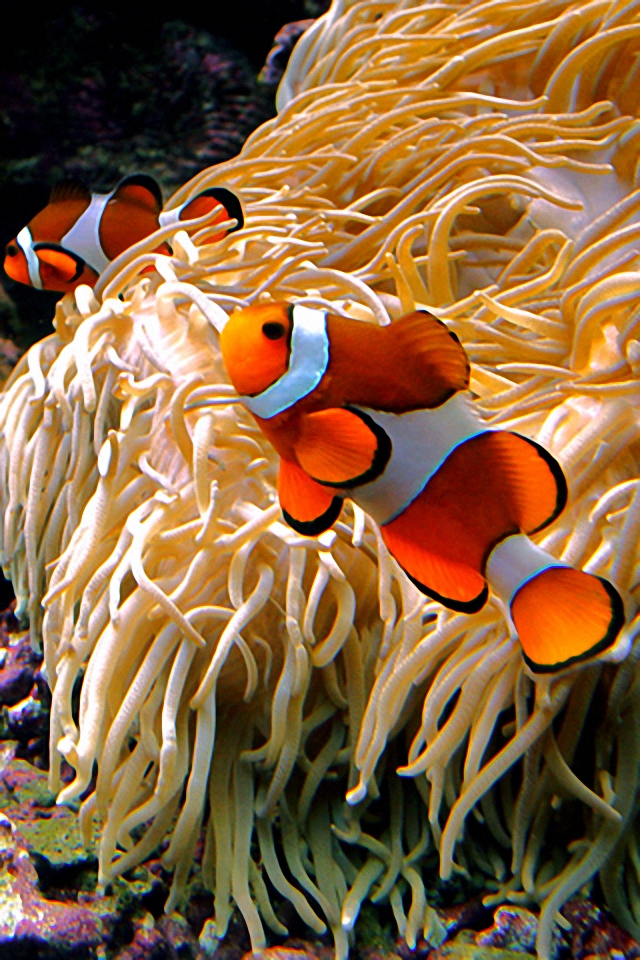 Clownfish Live Wallpaper | Clown fish, Floral wallpaper iphone, Sea  creatures art