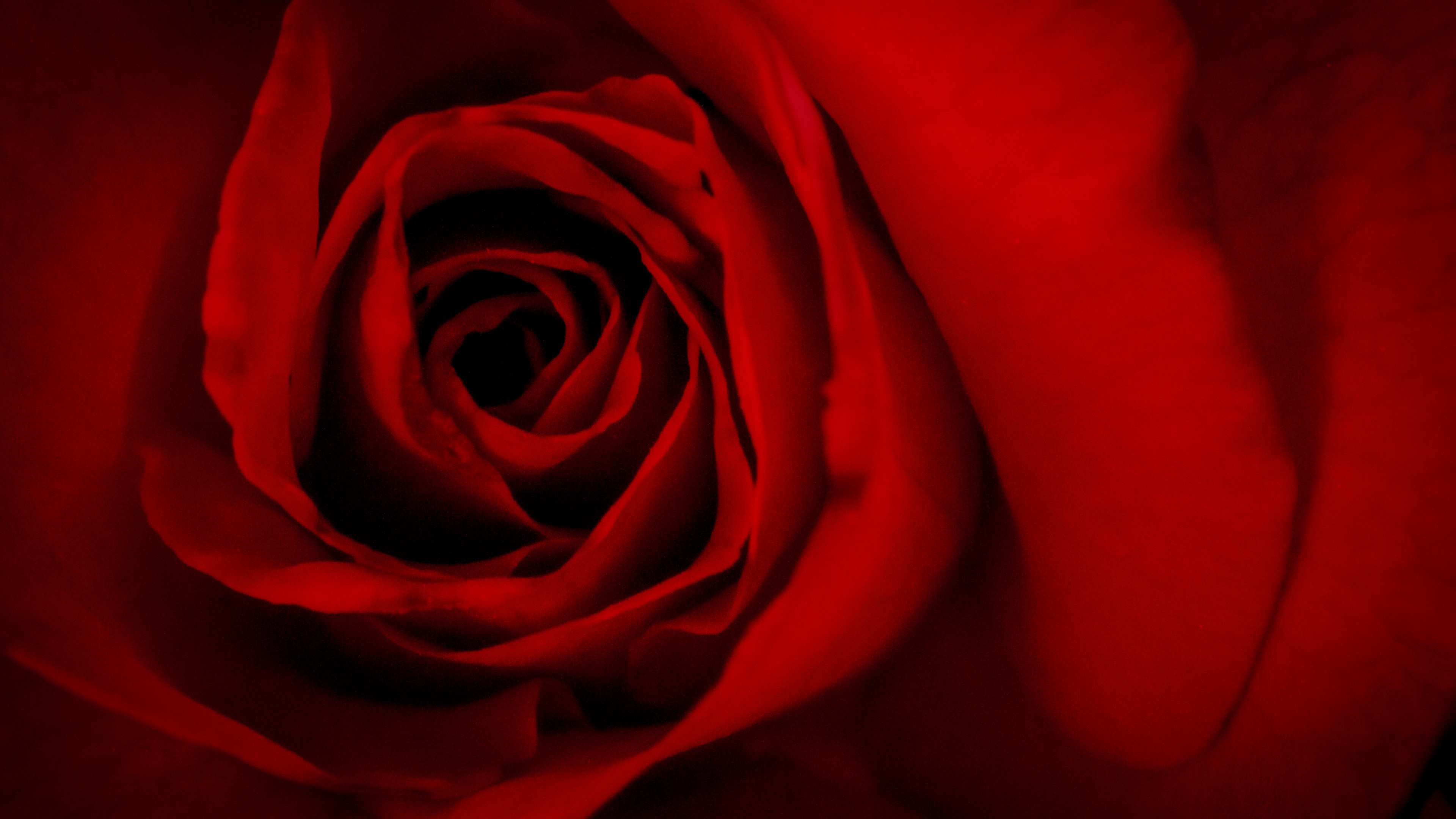 The Red Rose Of Love Wallpaper