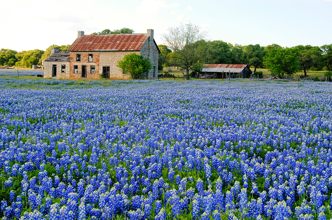 Flowers Texas Blue Bluebon HD Wallpaper Plants