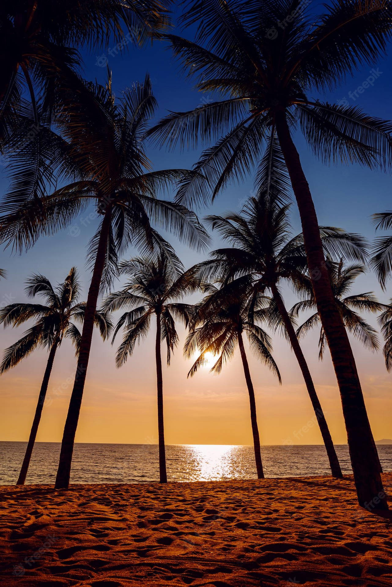 Coconut Tree Wallpaper