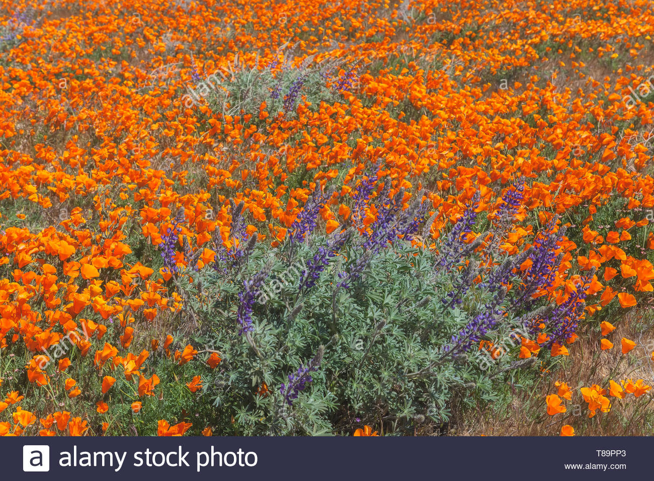 Soda Grape Lupine Flowers With California Poppies In Background
