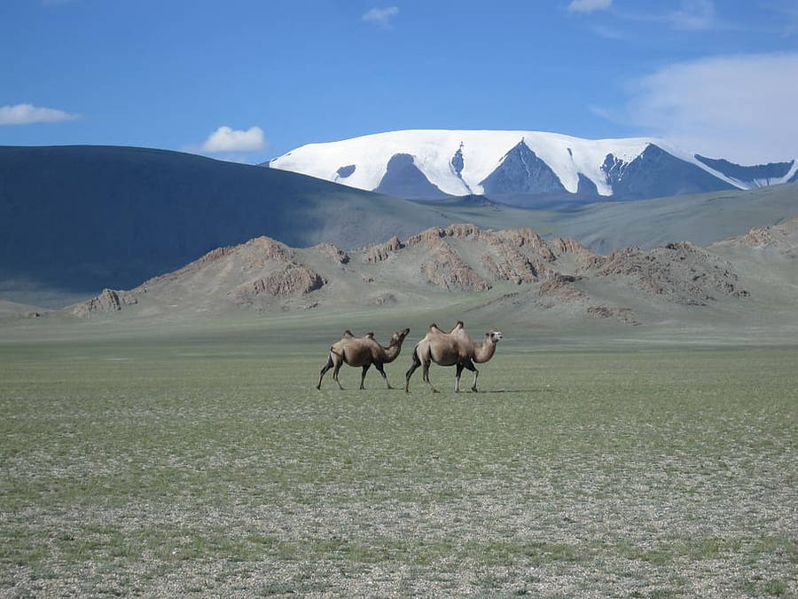 Mongolias 0rzdxh9z01rqn6zv Wallpaper