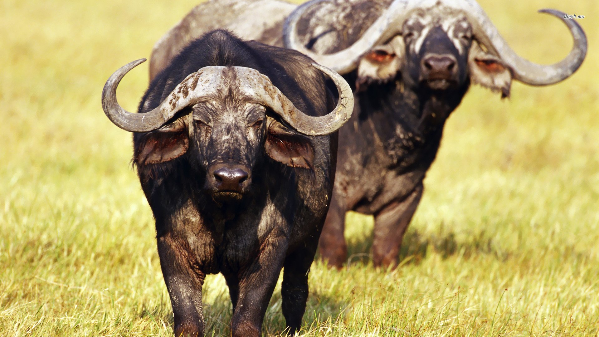 African Buffalo Wallpaper And Background Image