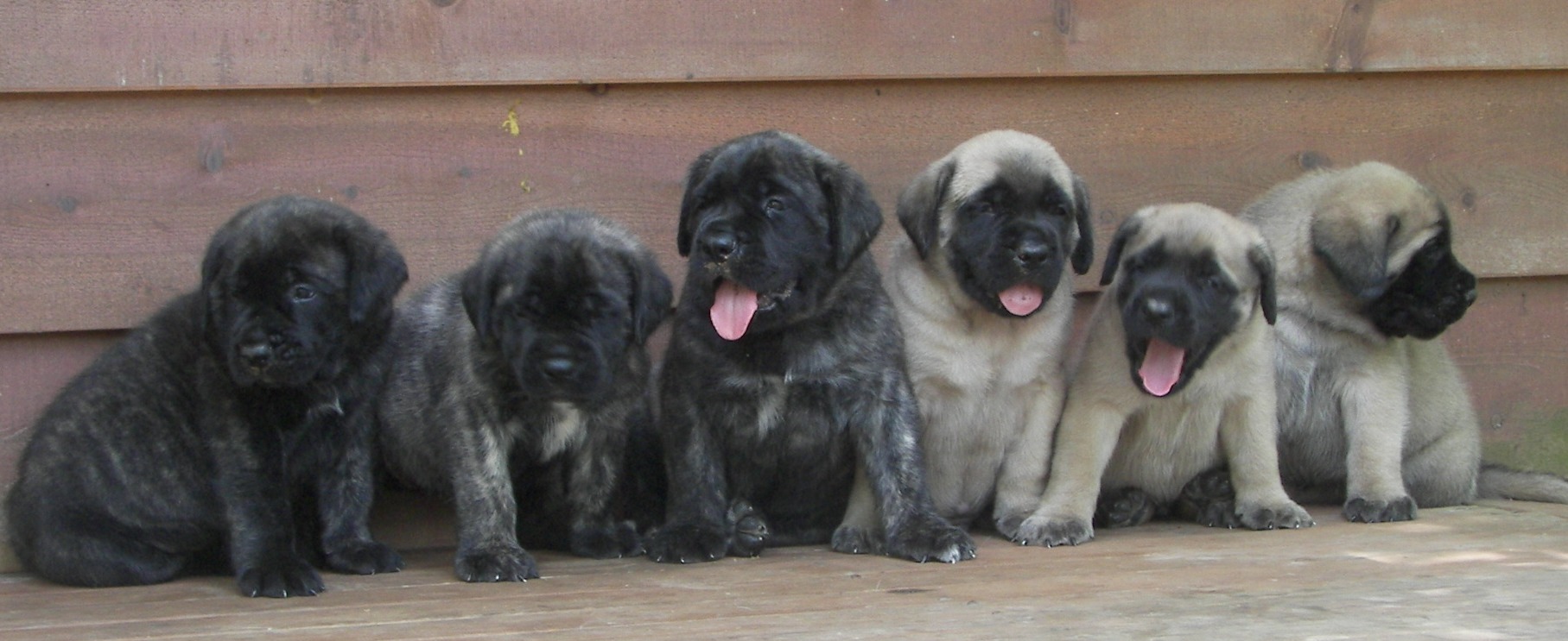 English Mastiff Puppy Pictures   Wallpaper HD Base