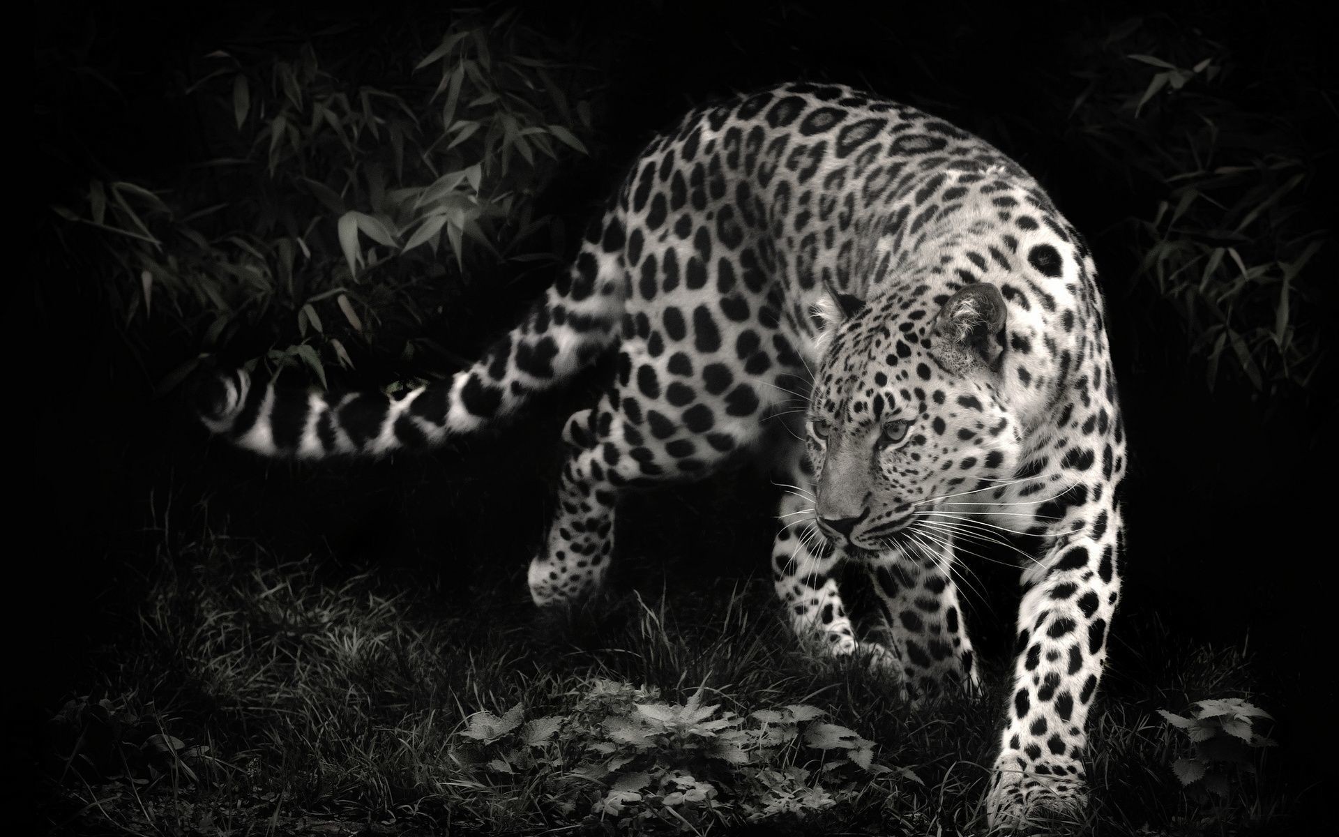 Black Leopard Wallpaper