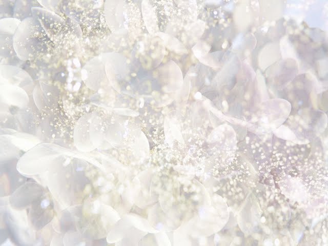 White Flower In Dreamy Shining Background Wallpaper My