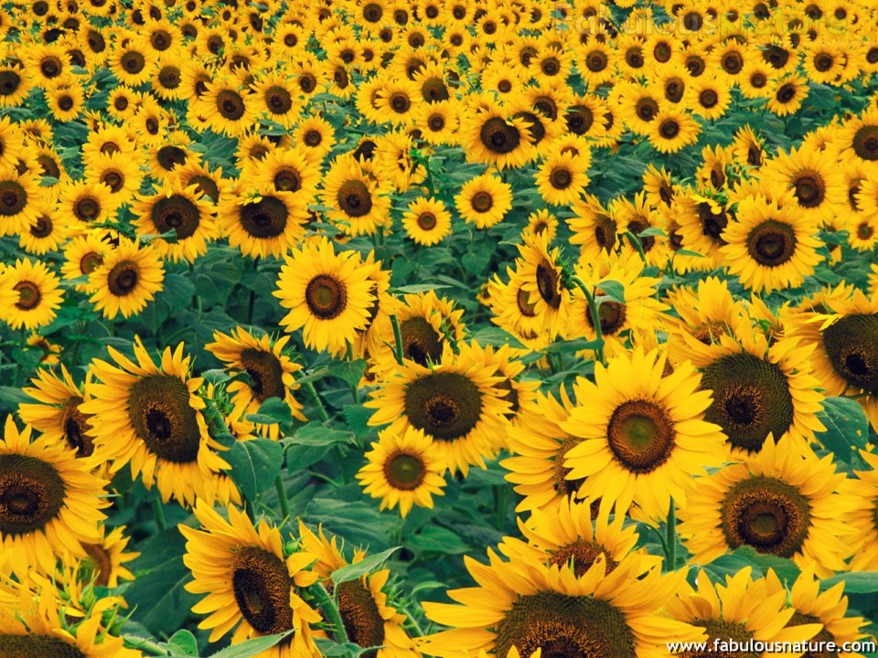 Sunflowers Pictures Sunflower Field Wallpaper