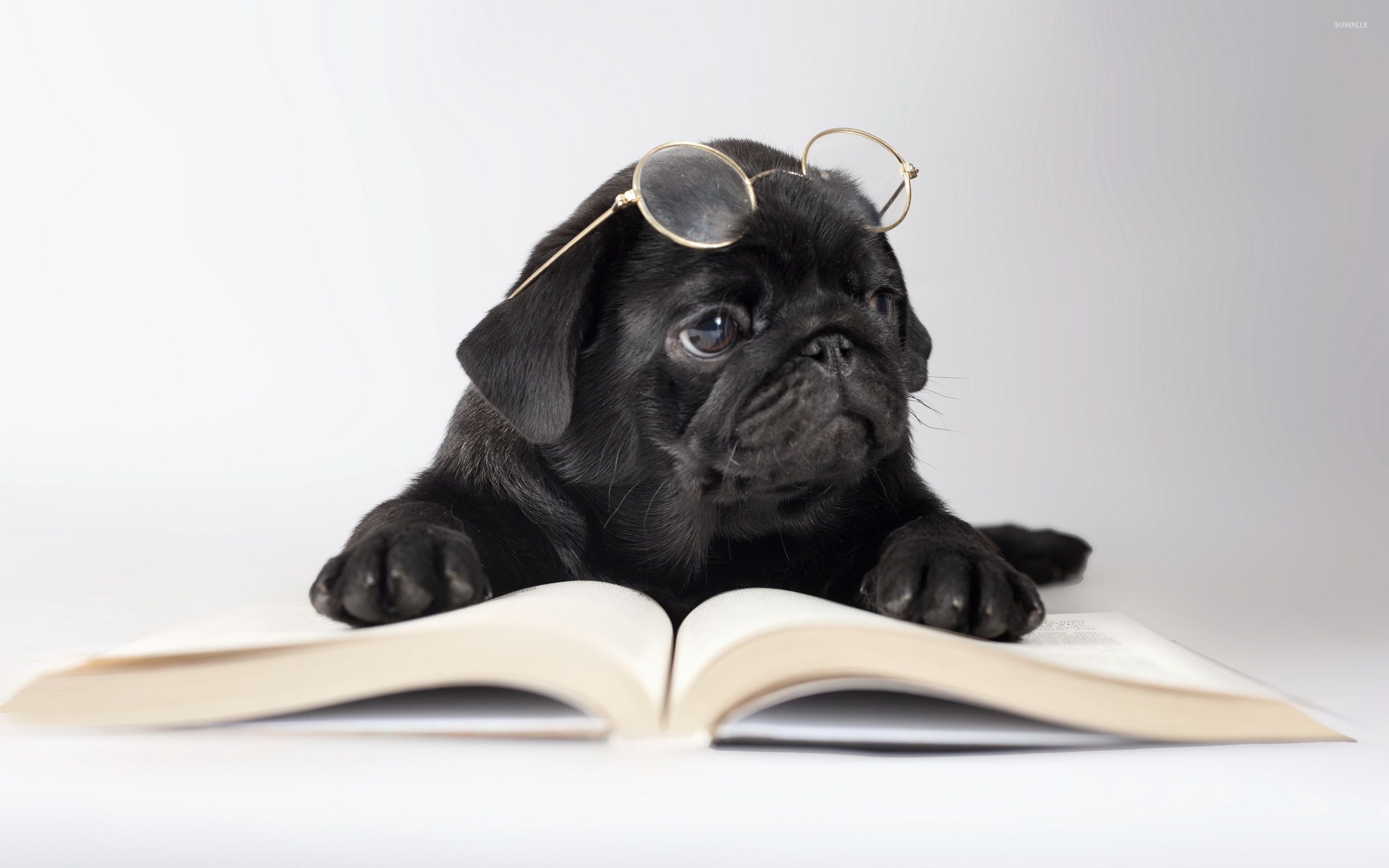 Black Pug With Glasses Wallpaper Animal