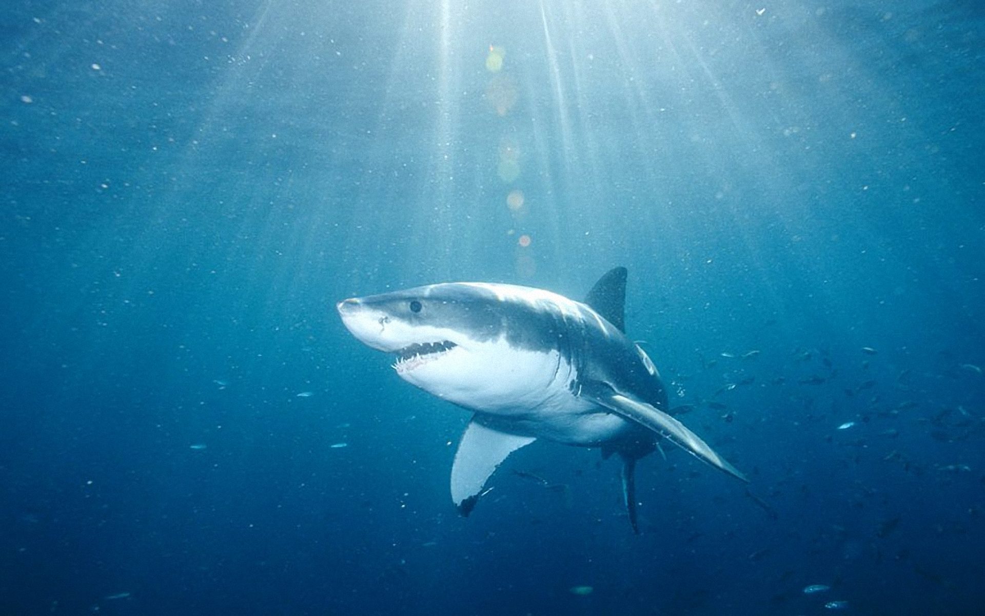 Shark Background Amazing Underwater Tiger Wallpaper Animated
