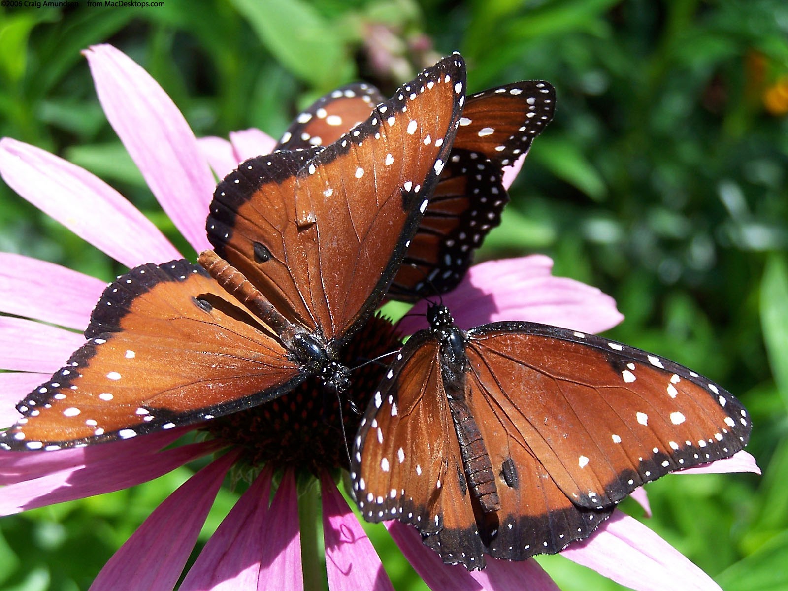 Nature Butterfly Wallpaper Insects