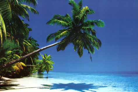 Maldives Palm Tree Over Beach Art Poster Print