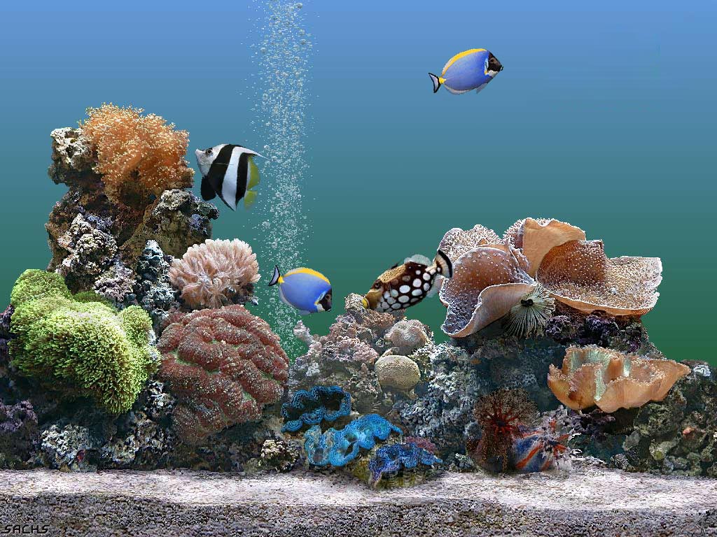 Aquarium HD Wallpaper