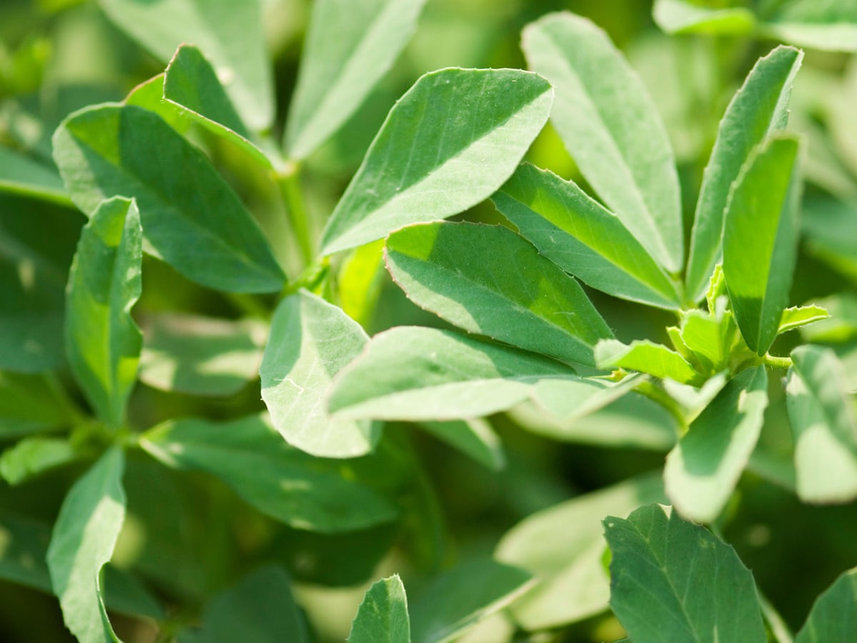 Fenugreek Wallpaper