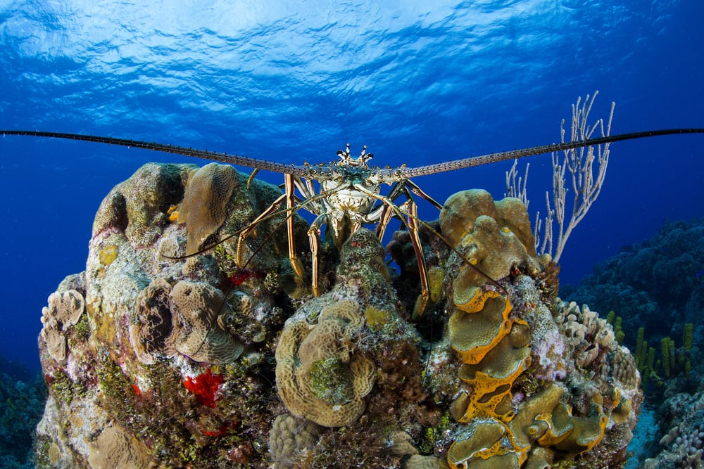 Interesting Facts On Spiny Lobsters Wallpaper
