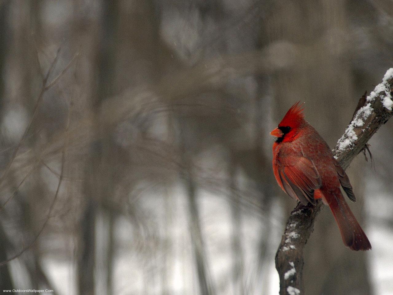 Cardinal Bird Desktop Wallpaper HD Birds