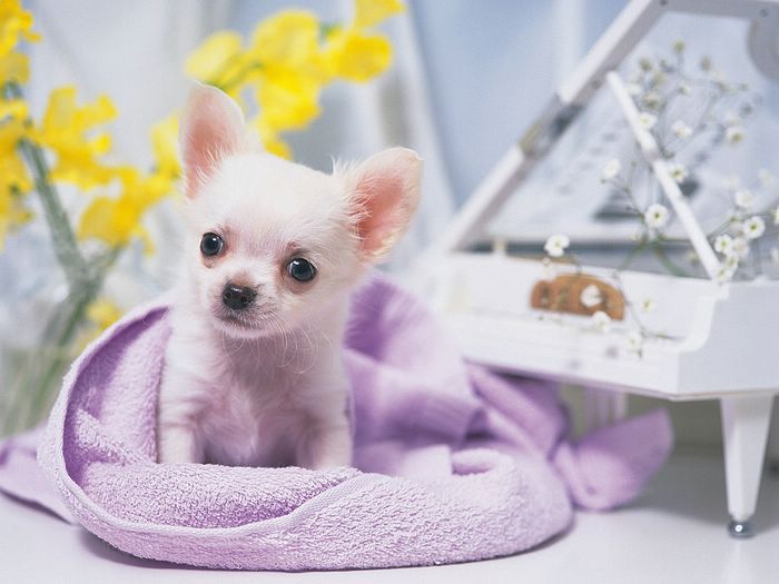 Little Chihuahua Puppy In Blanket Puppies Photos