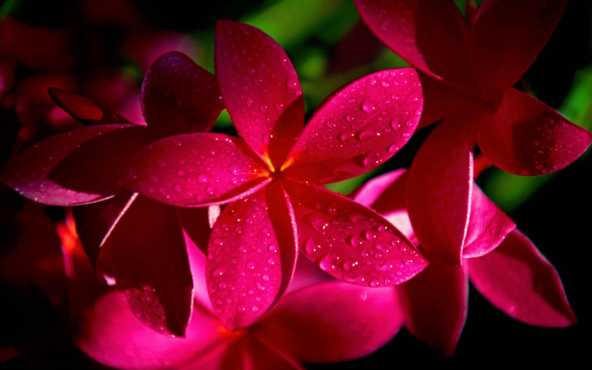 Flower Wallpaper Other Plumeria Pictures Html