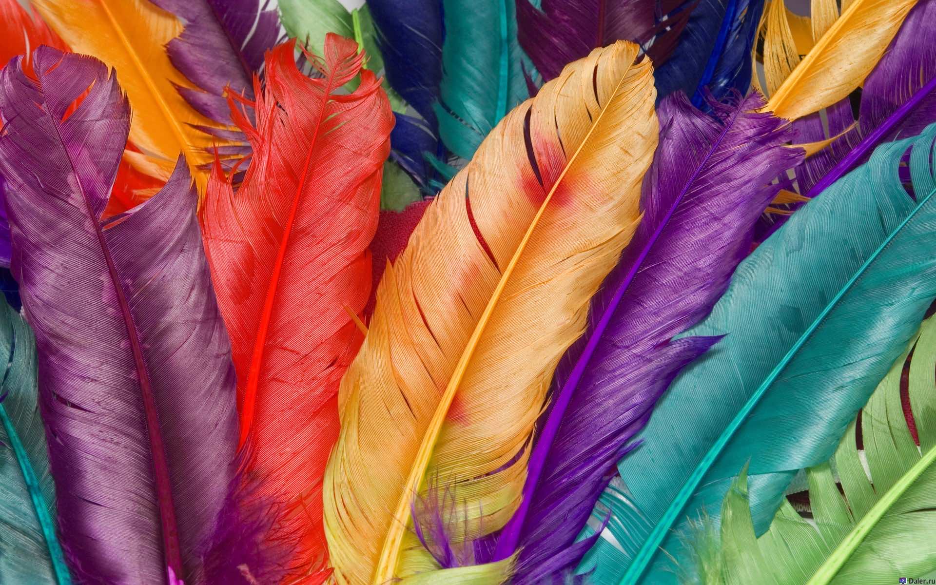 Vivid Colorful Feathers Wallpaper