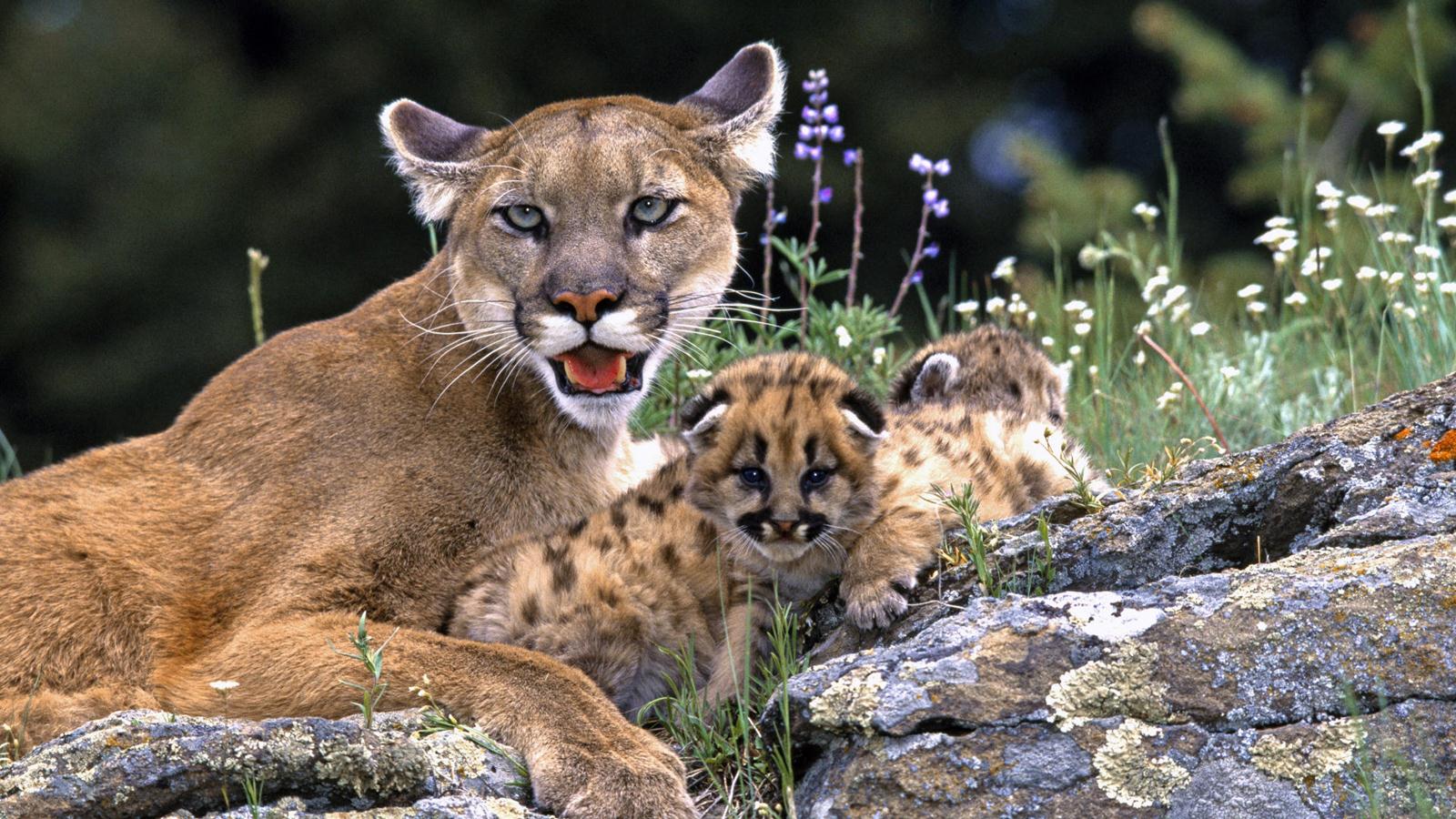 Similar Great Desktop Mountain Lion Cub Pics Dowload New