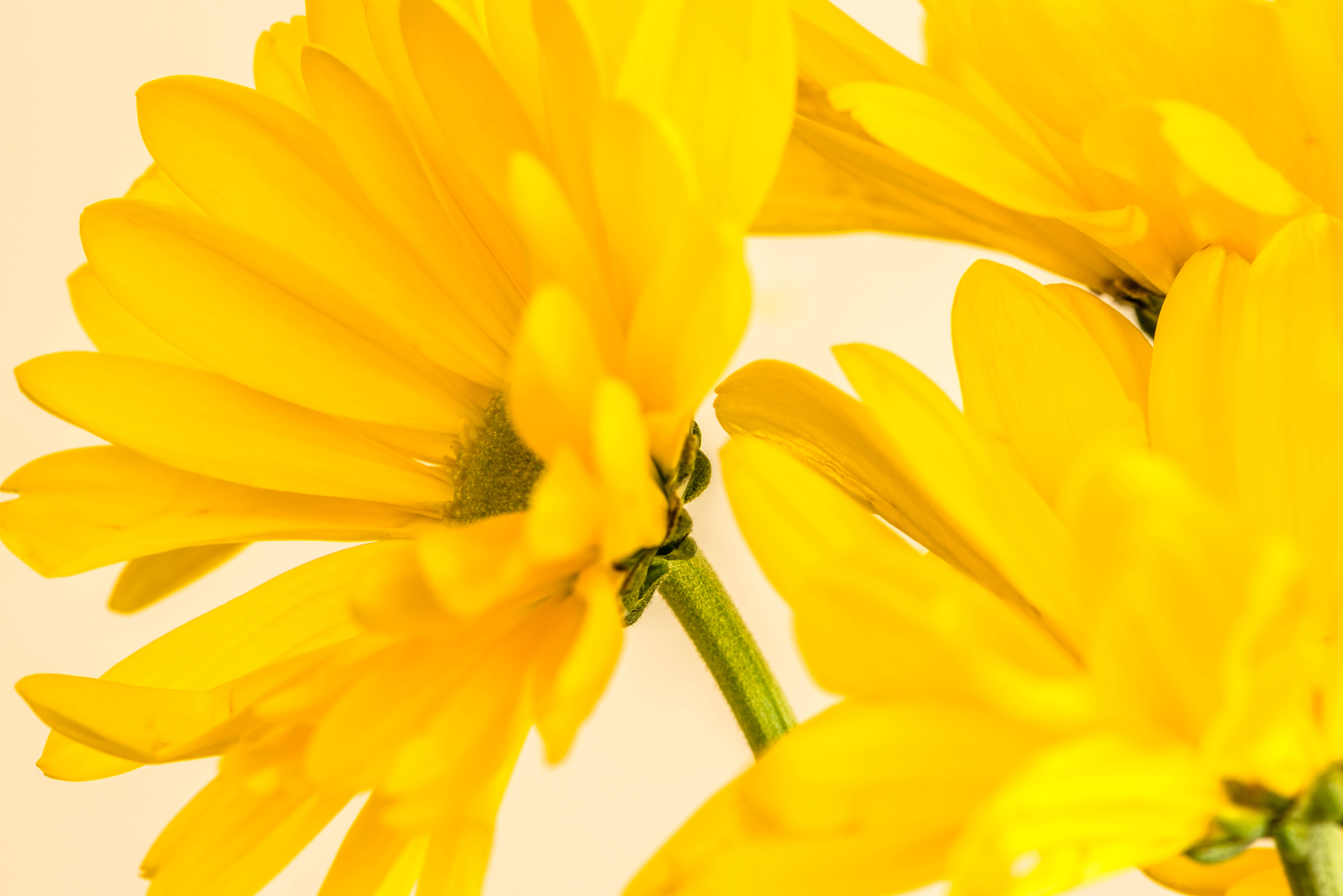 Sunflower Aesthetic Wallpaper