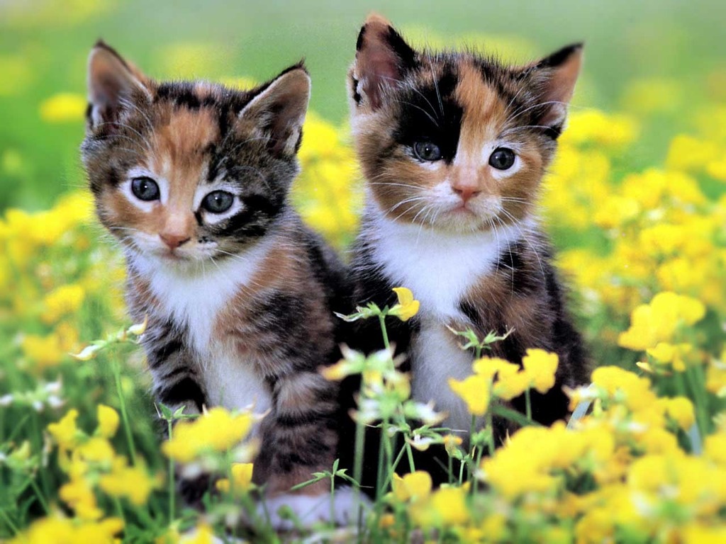 Two adorable kittens sitting in a field of yellow flowers