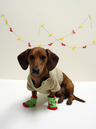 Nice Dachshund In Christmas Day Photo And Wallpaper Beautiful