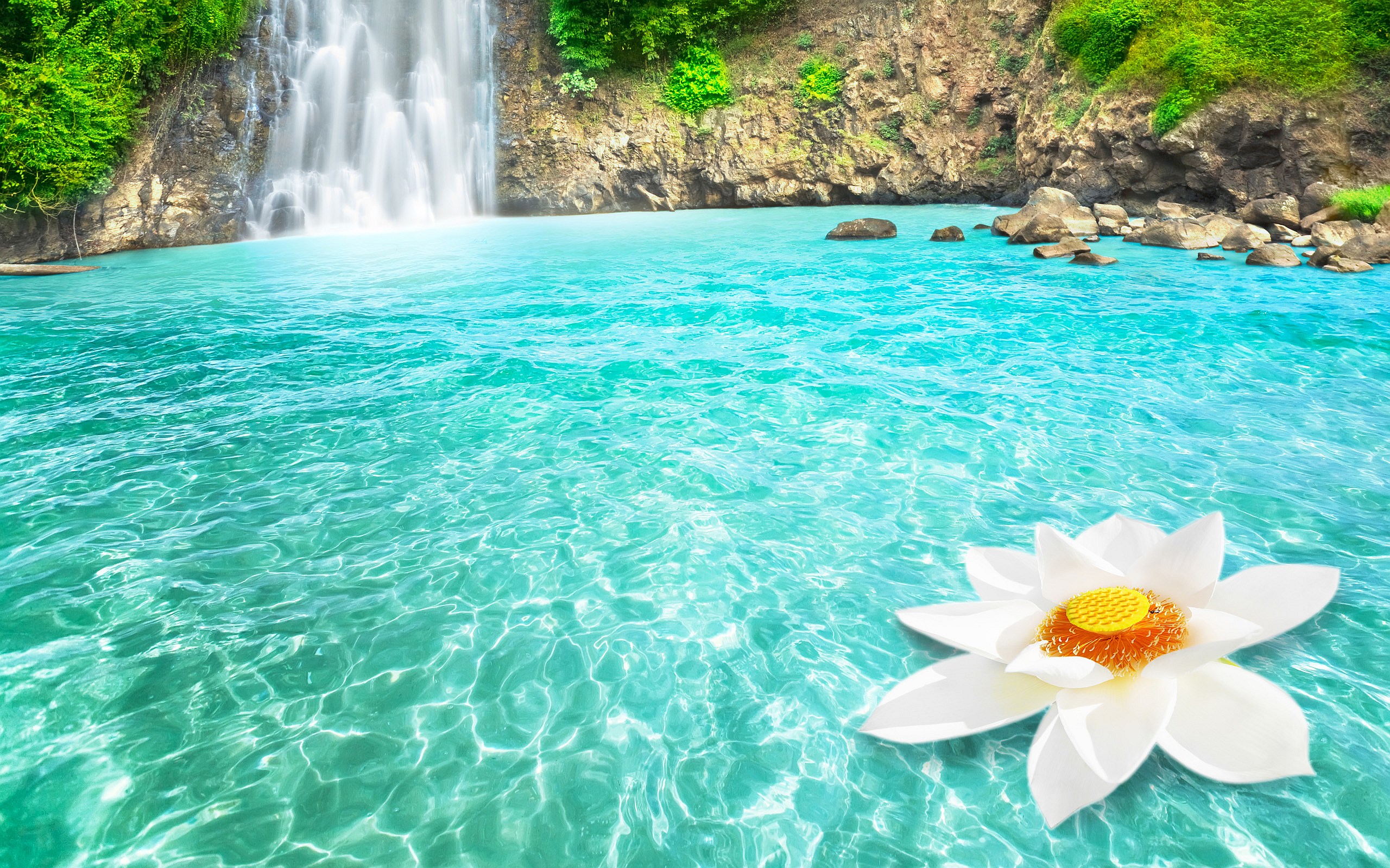 Tropical Waterfall And White Lotus
