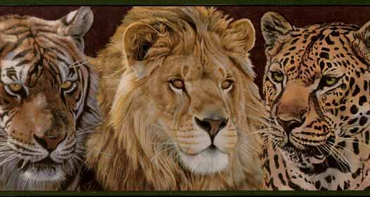 Cheetah Border Wallpaper Safari Cats