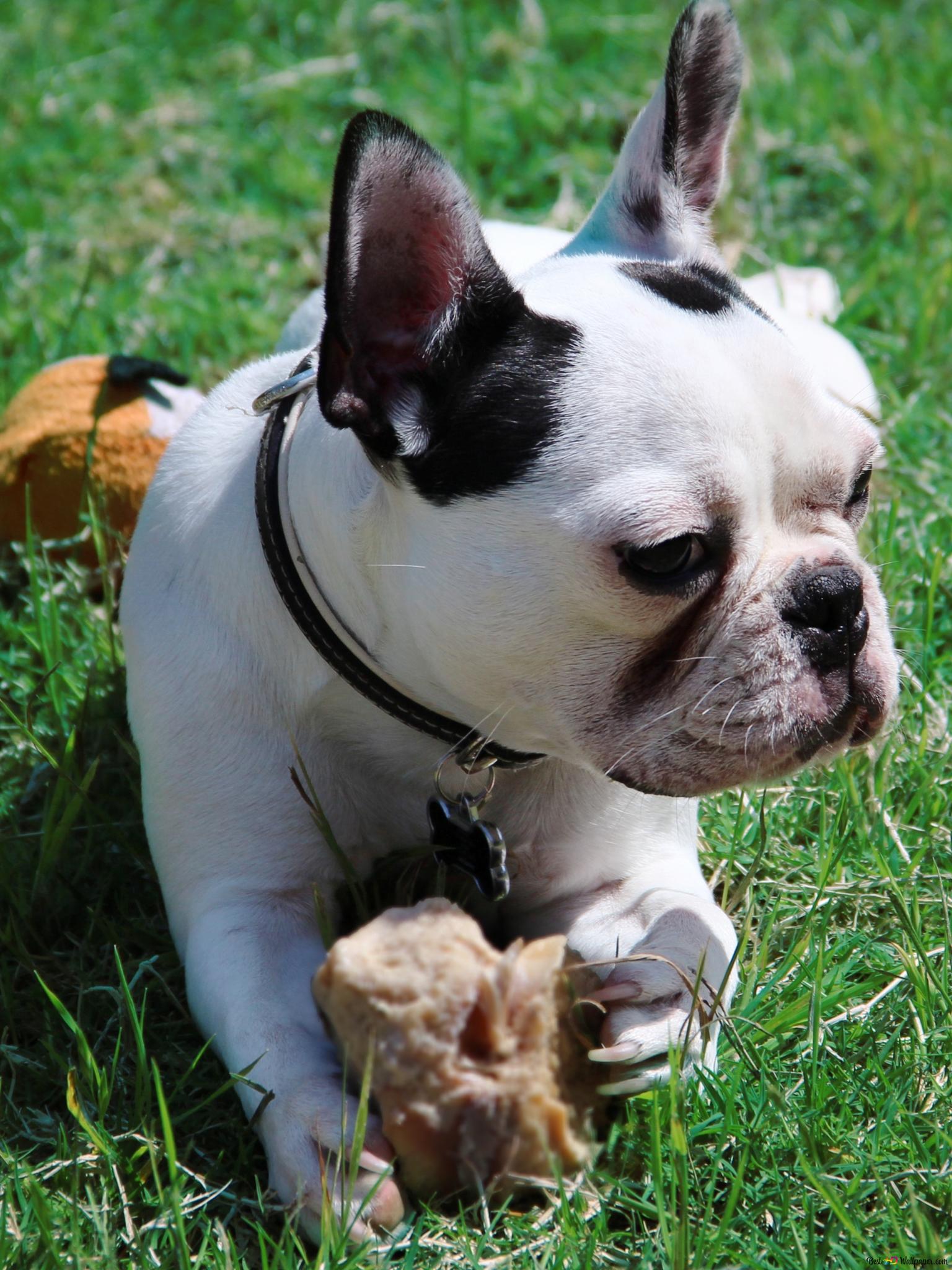 French Bulldog 4k Wallpaper