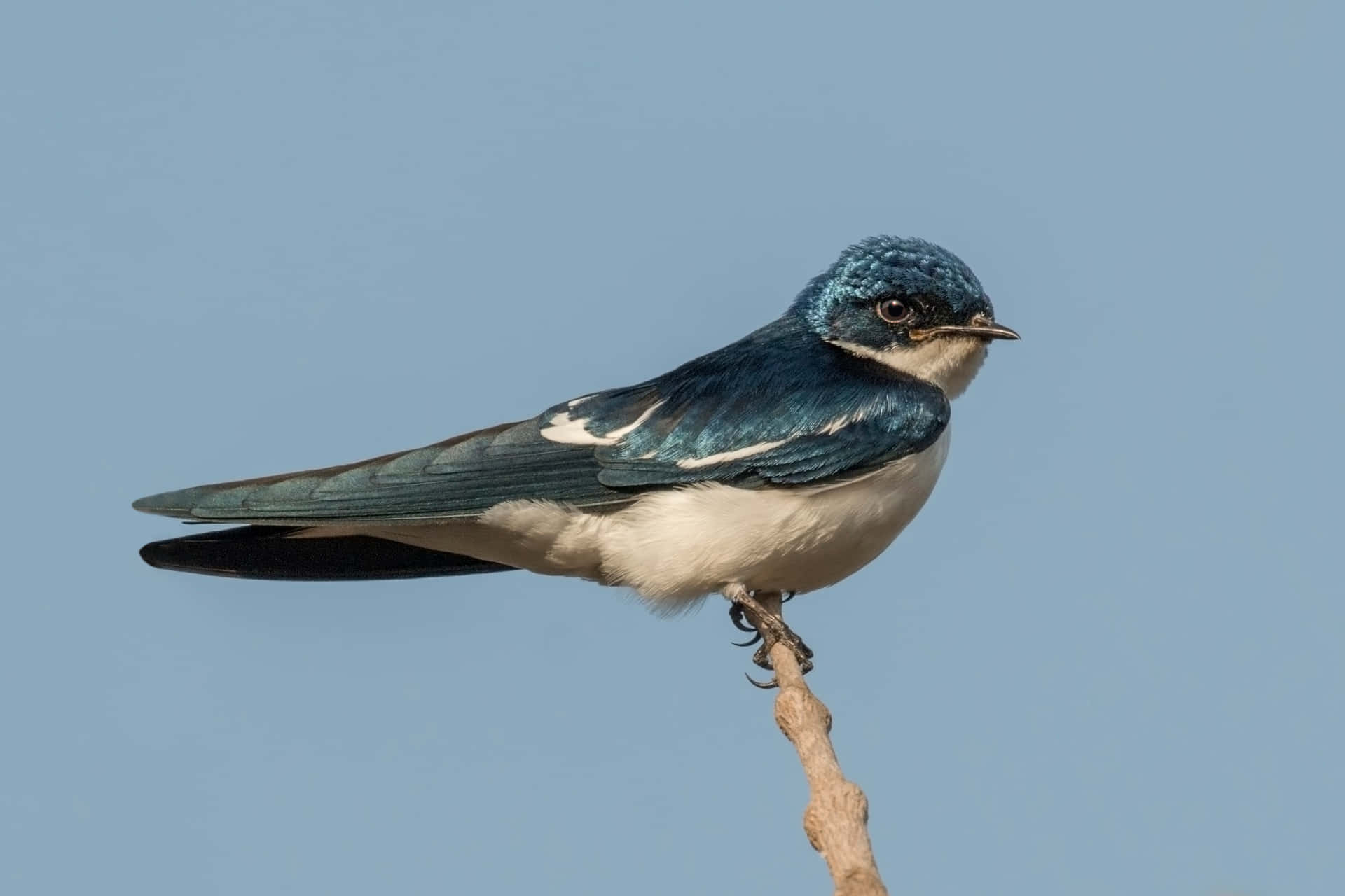 Swallow P9ngrimwat28x6v7 Wallpaper