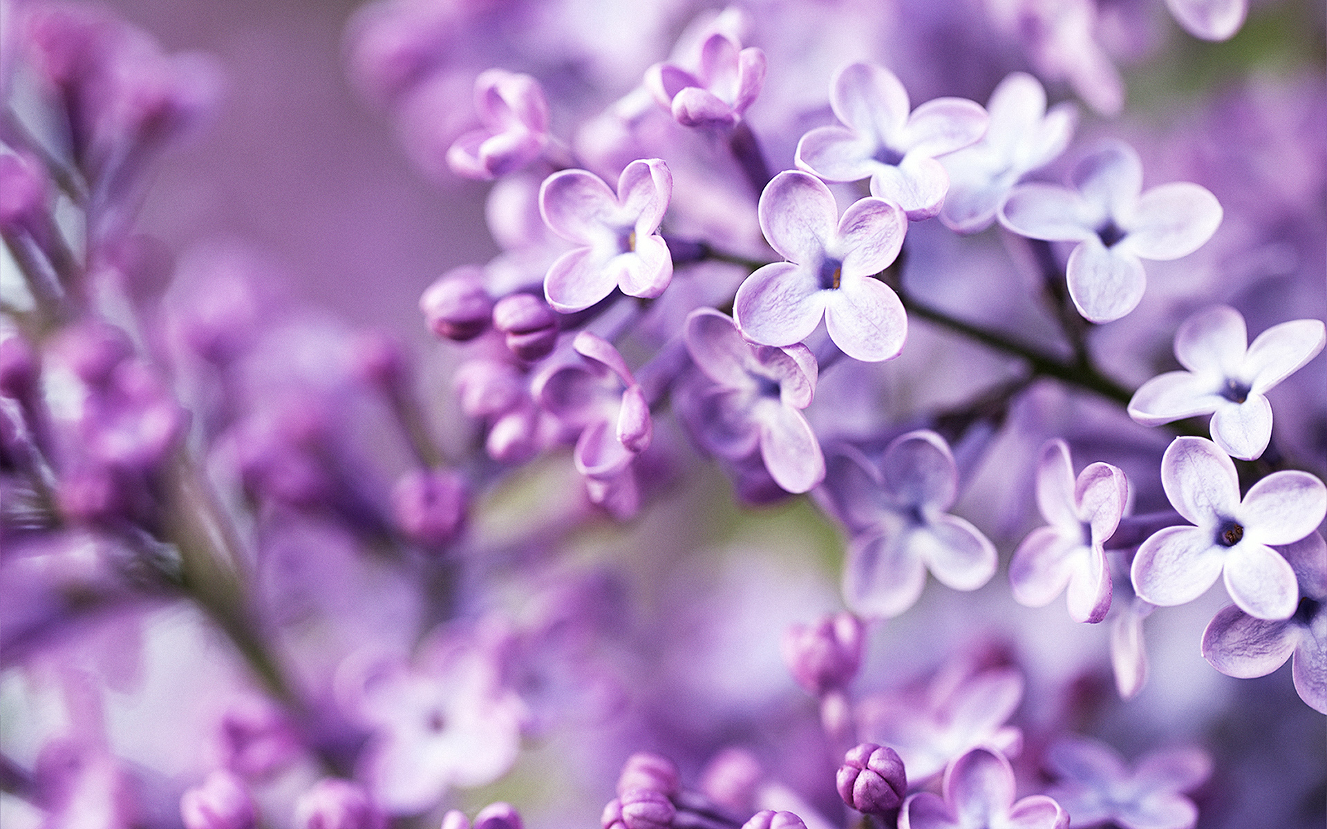 Spring Purple Flowers Flower Wallpaper