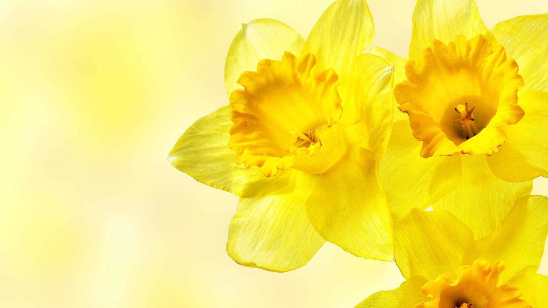 HD Wallpaper Of Daffodils Flowers Yellow