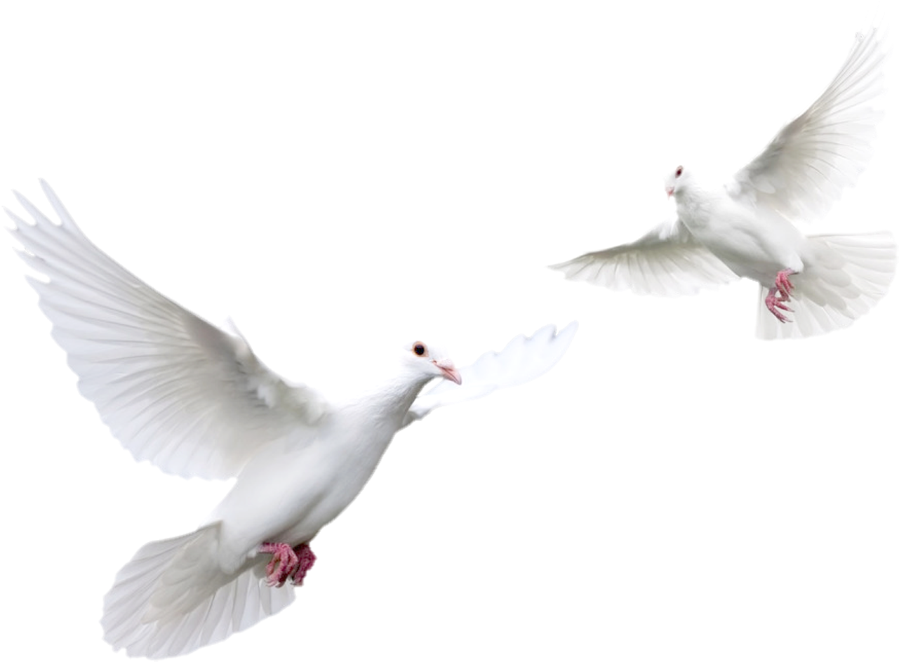 Pigeon Png Transparent Image