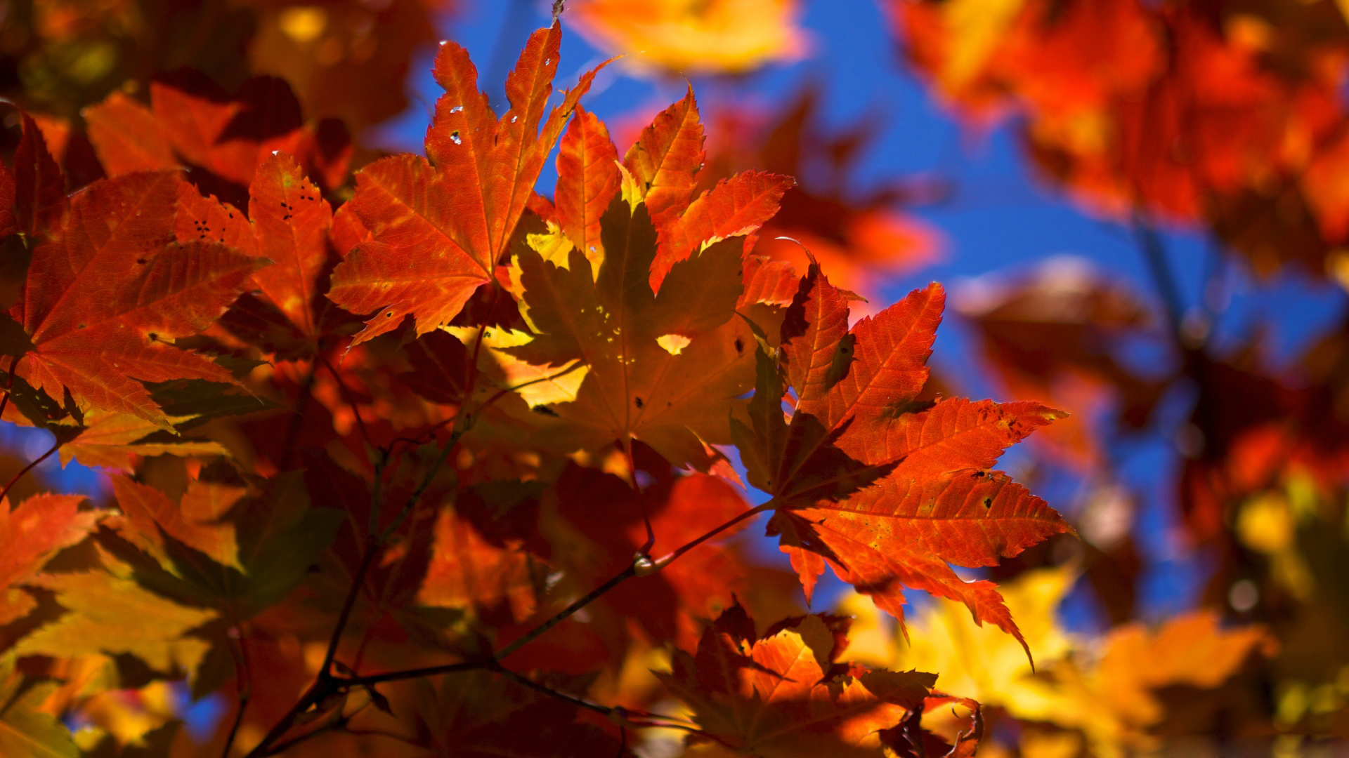Vivid red and orange maple leaves glow in the autumn sunlight against a clear blue sky