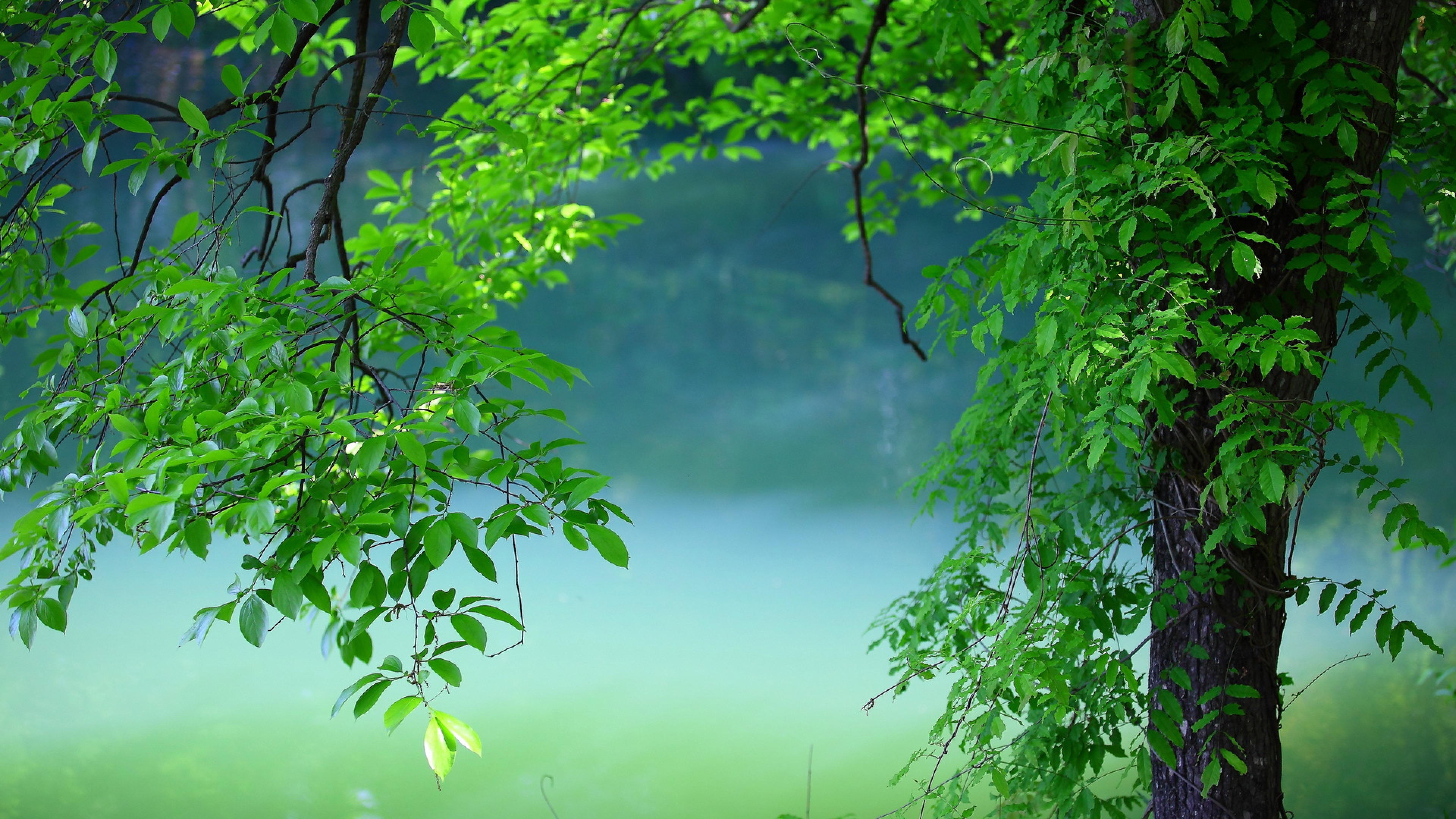Tree Leaves Summer HD Nature 4k Wallpaper Image Photos And Picture