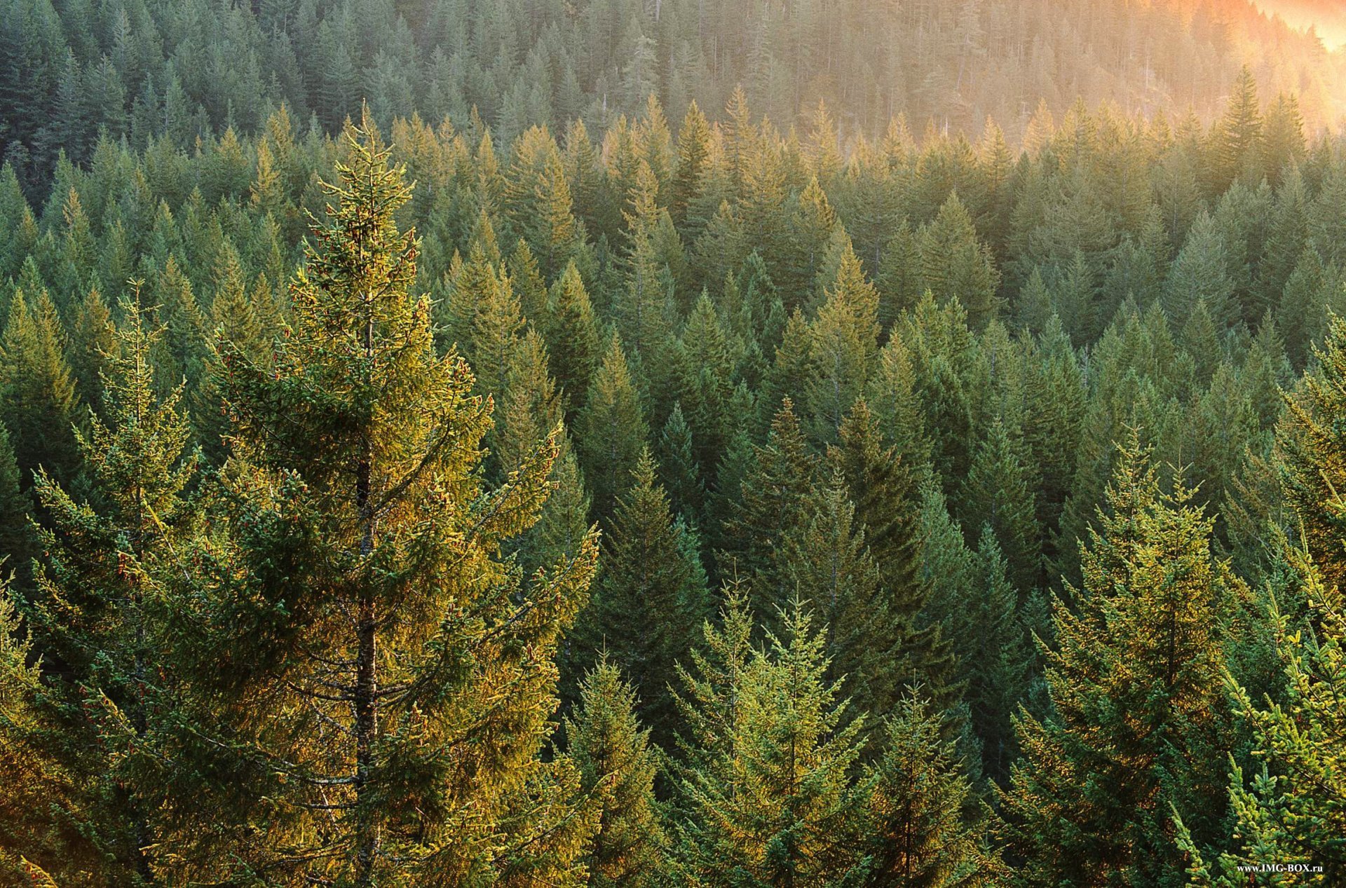 Russia Taiga Forest Tree Sun Rays Dawn HD Wallpaper