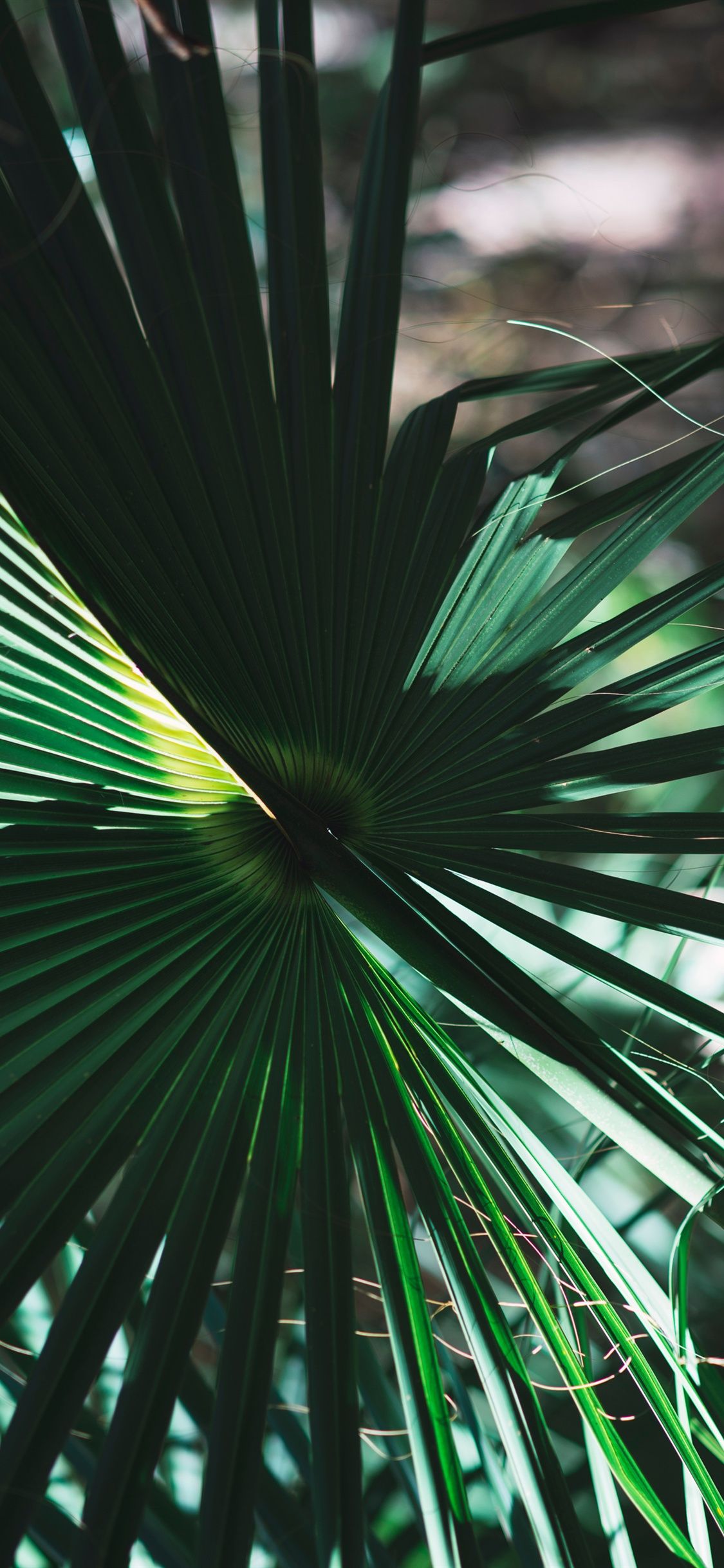 Palm Leaves iPhone Wallpaper