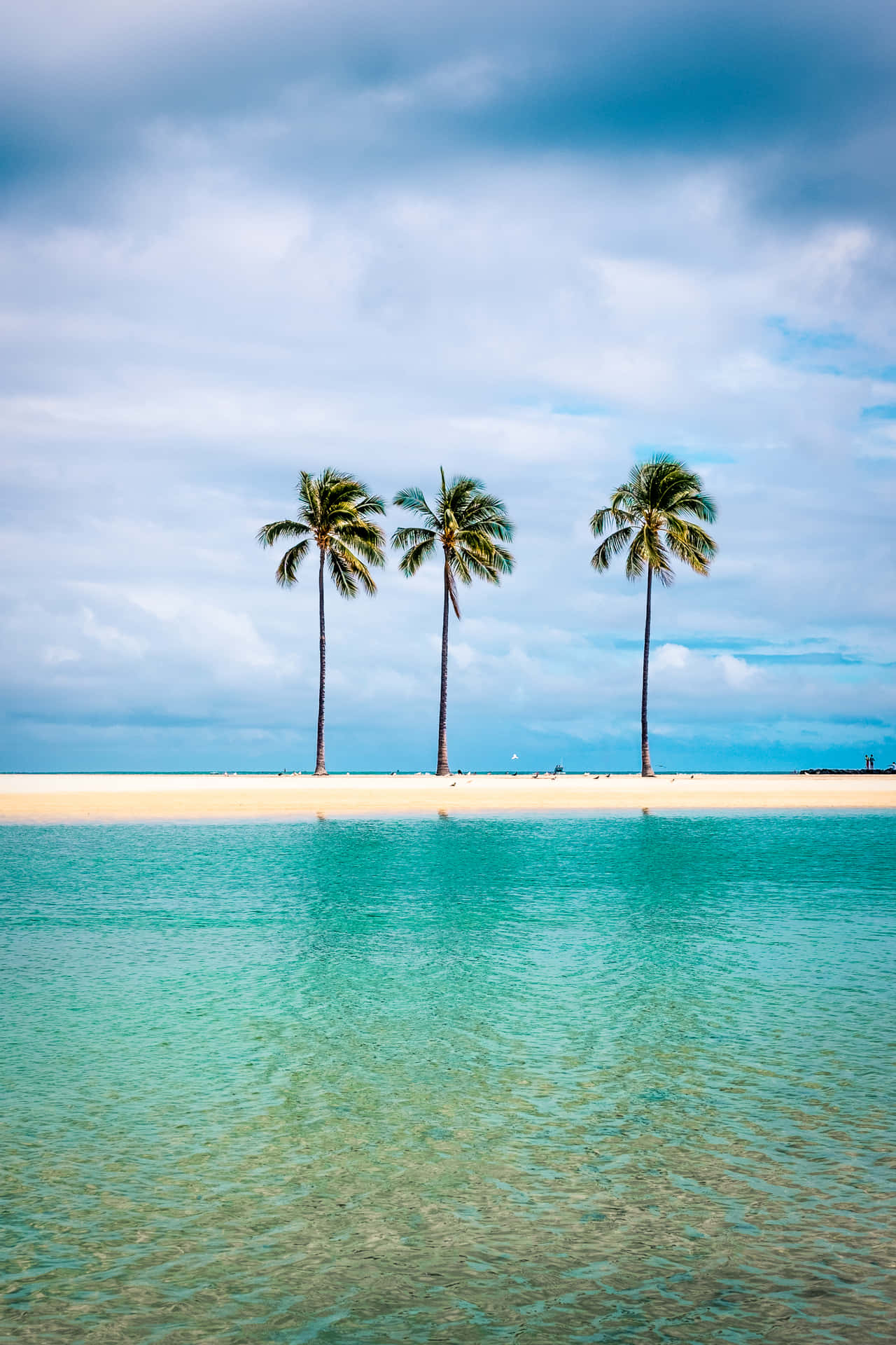 Palm Tree Beach Wallpaper