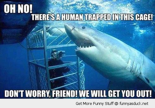 Funny Great White Shark Pictures Misunderstood shark 500x349