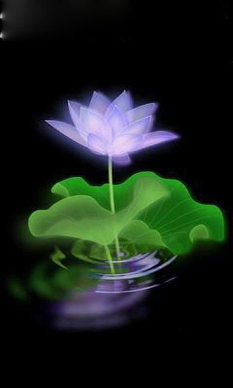 Pictures Lotus Flower iPhone Wallpaper Ipod Touch iPhone4