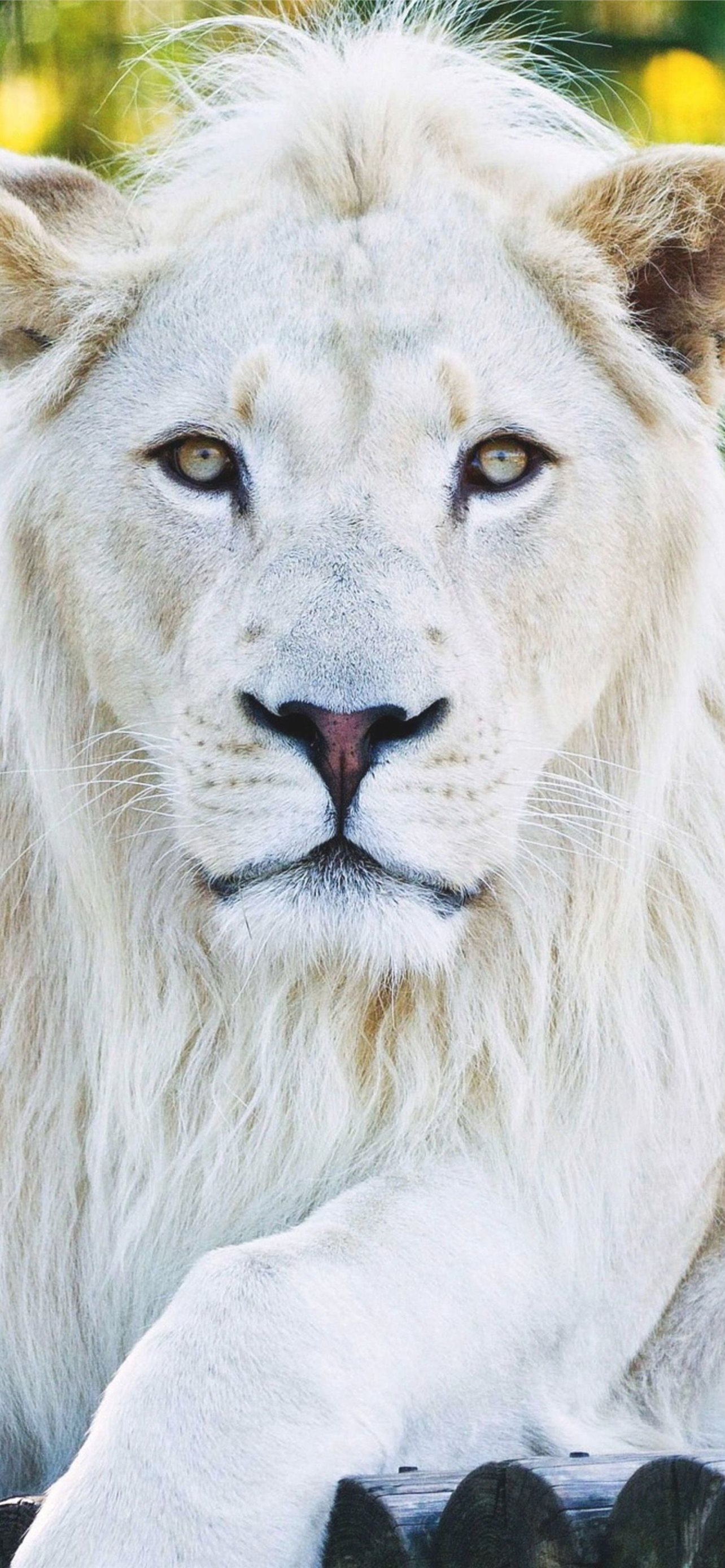 Animals White Lion iPhone Wallpaper