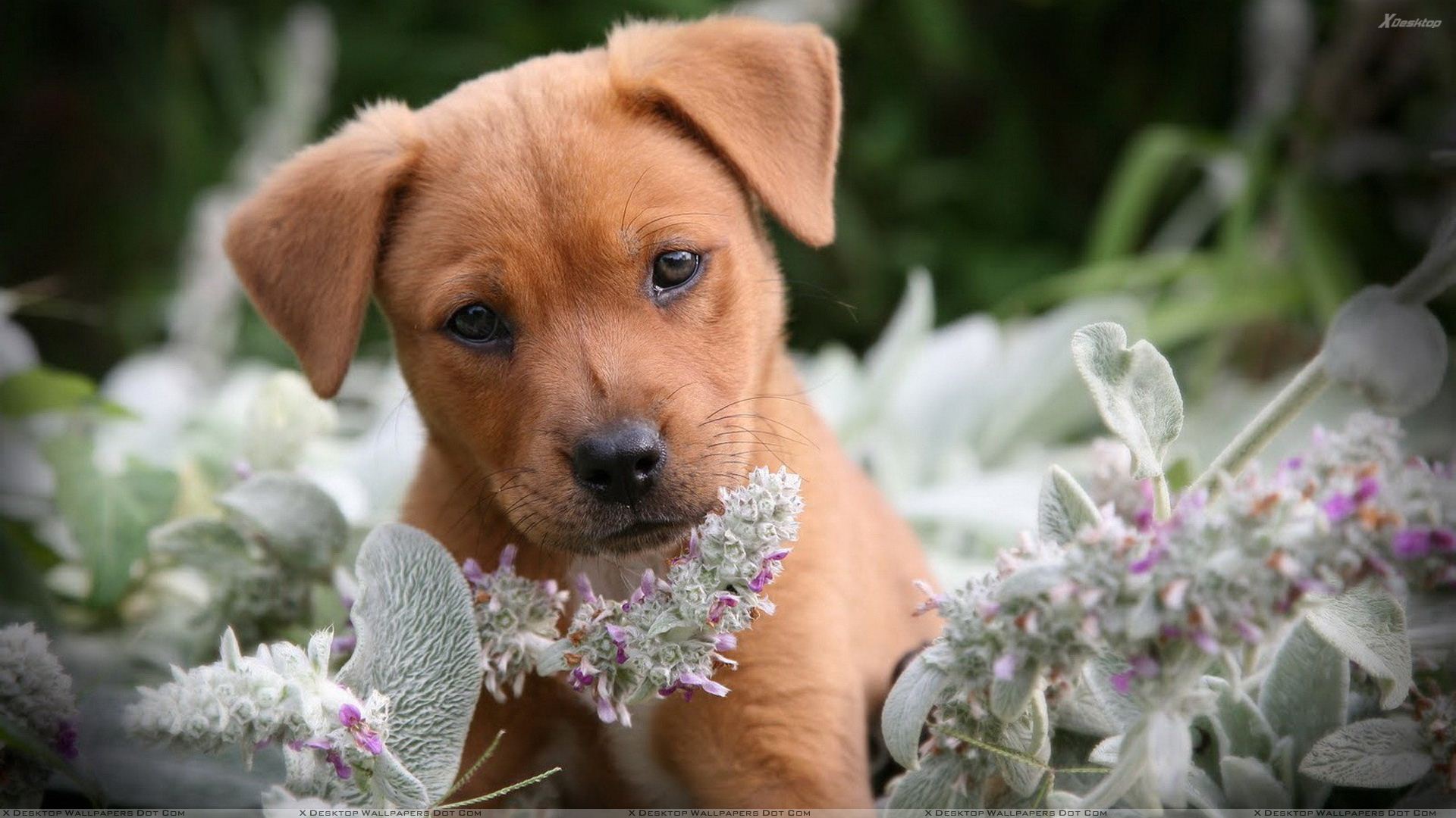 Brown Little Puppy In Flowers Wallpaper