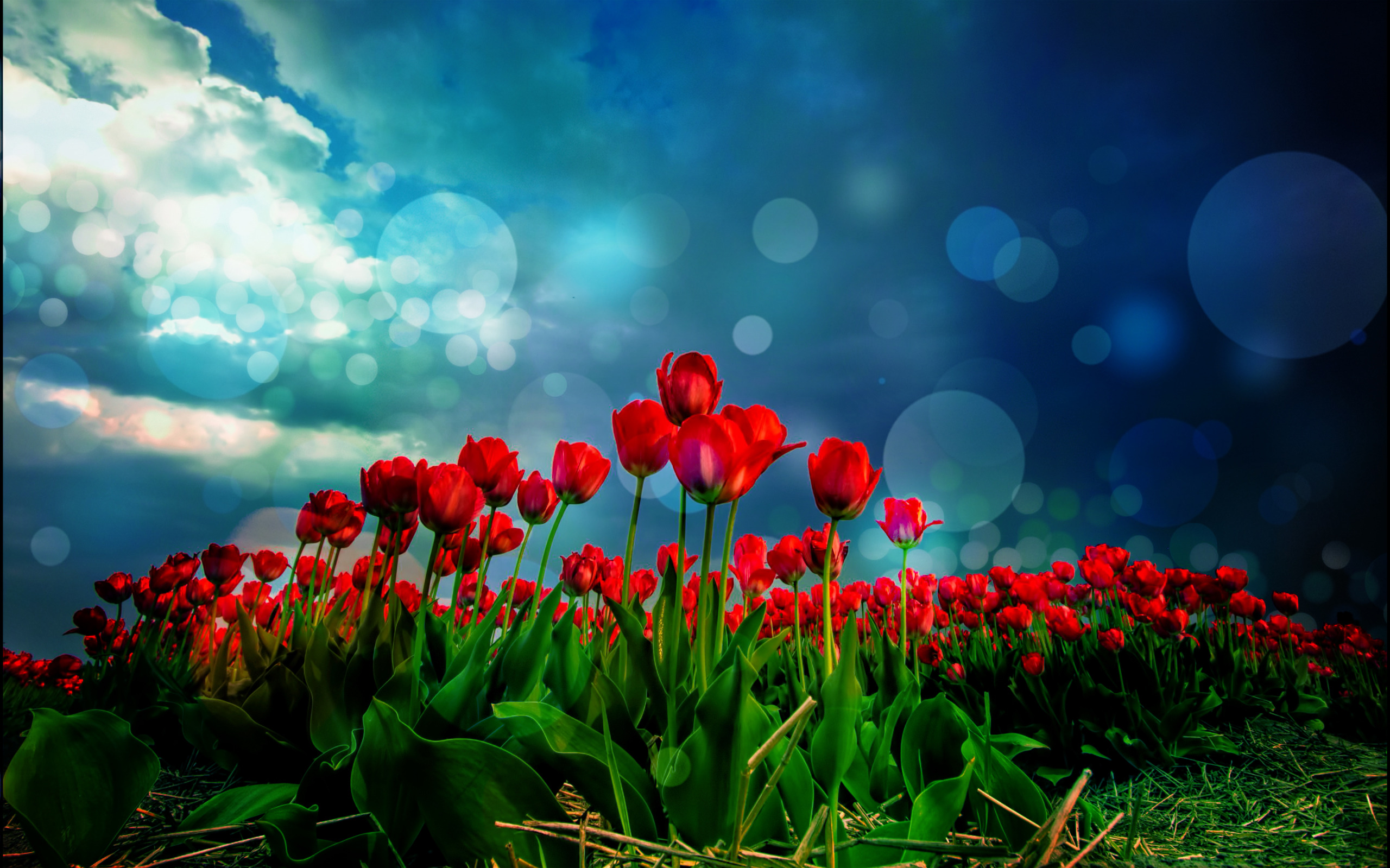 Red Tulips HD Wallpaper